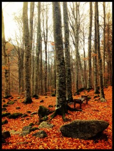 The Rila Mountains were incredible in Autumn..