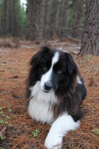 The Australian Shepherd, Tex, is such the poser in Kuitpo Forest..