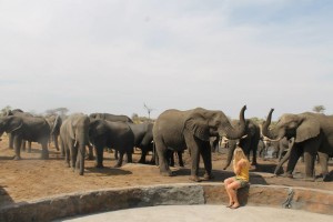Getting up close and personal to the elephants at Elephant Sands campsite..