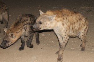 The hyenas!