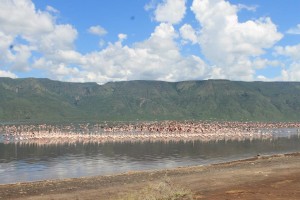 Flamingos ‘in-flight’ over Lake Bogoria..