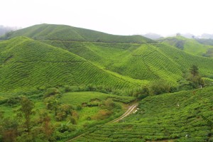 The tea plantations covering the hills in the Cameron Highlands..
