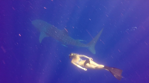 Swimming with the majestic Whale Shark..!!